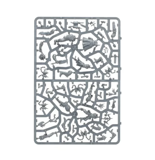 Jakhals - Image 7